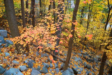Autumn woods panorama with colorful trees and rocks in forest. の写真素材