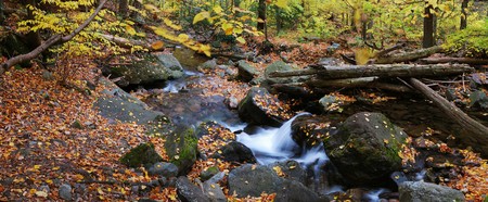 Autumn creek closeup panorama with yellow maple trees and foliage on rocks in forest with tree branches.の写真素材