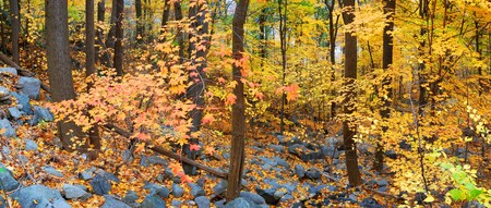 Autumn woods panorama with colorful trees and rocks in forest. の写真素材
