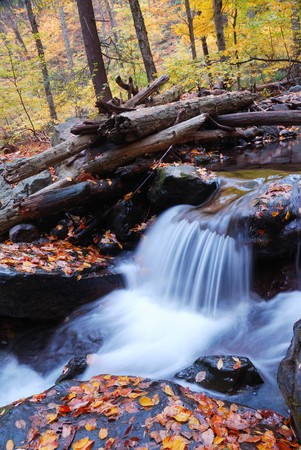 Autumn creek closeup with yellow maple trees and foliage on rocks in forest with tree branches. の写真素材