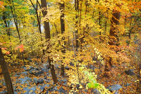 Autumn woods panorama with colorful trees and rocks in forest. 