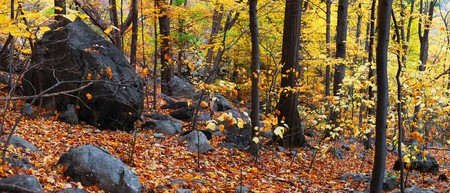 Autumn woods panorama with colorful trees and rocks in forest. の写真素材
