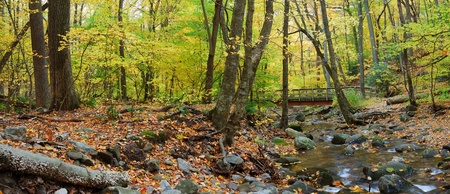 Autumn forest with wood bridge panorama over creek in yellow maple forest with trees and colorful foliage.の写真素材