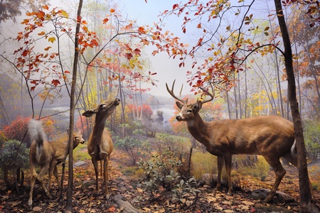 NEW YORK CITY - DEC 5: The American Museum of Natural History, with collections contain over 32...