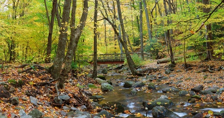 Autumn forest with wood bridge panorama over creek in yellow maple forest with trees and colorful foliage.の写真素材