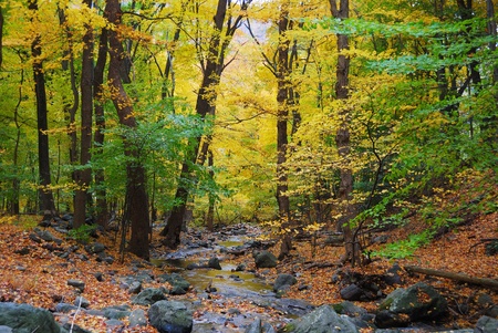 Autumn woods with yellow maple trees and creek with rocks and foliage in mountain. の写真素材