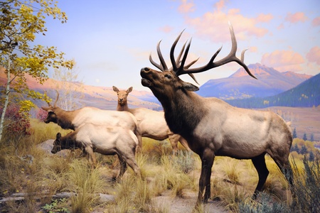 NEW YORK CITY - DEC 5: The American Museum of Natural History, with collections contain over 32 million specimens, is one of the largest and most celebrated museums in the world. December 5, 2010 in Manhattan, New York City. のeditorial素材