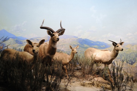 NEW YORK CITY - DEC 5: The American Museum of Natural History, with collections contain over 32 million specimens, is one of the largest and most celebrated museums in the world. December 5, 2010 in Manhattan, New York City. のeditorial素材