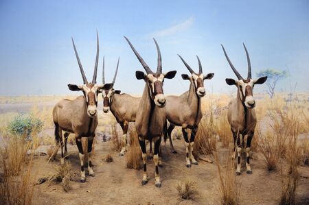 NEW YORK CITY - DEC 5: The American Museum of Natural History, with collections contain over 32 million specimens, is one of the largest and most celebrated museums in the world. December 5, 2010 in Manhattan, New York City. のeditorial素材