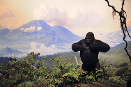 NEW YORK CITY - DEC 5: The American Museum of Natural History, with collections contain over 32 million specimens, is one of the largest and most celebrated museums in the world. December 5, 2010 in Manhattan, New York City. のeditorial素材