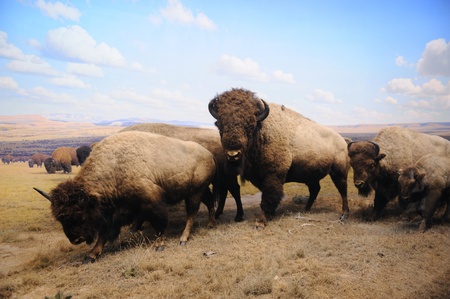 NEW YORK CITY - DEC 5: The American Museum of Natural History, with collections contain over 32 million specimens, is one of the largest and most celebrated museums in the world. December 5, 2010 in Manhattan, New York City. のeditorial素材