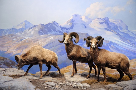 NEW YORK CITY - DEC 5: The American Museum of Natural History, with collections contain over 32 million specimens, is one of the largest and most celebrated museums in the world. December 5, 2010 in Manhattan, New York City. のeditorial素材