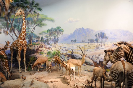 NEW YORK CITY - DEC 5: The American Museum of Natural History, with collections contain over 32 million specimens, is one of the largest and most celebrated museums in the world. December 5, 2010 in Manhattan, New York City. のeditorial素材