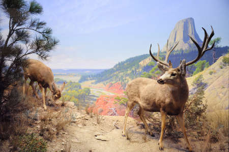 NEW YORK CITY - DEC 5: The American Museum of Natural History, with collections contain over 32 million specimens, is one of the largest and most celebrated museums in the world. December 5, 2010 in Manhattan, New York City. のeditorial素材