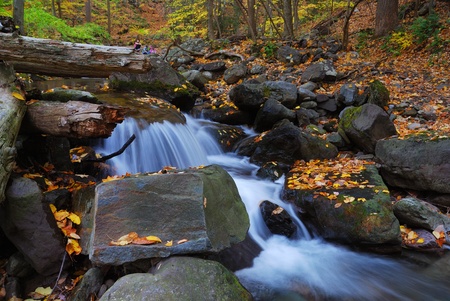 Autumn creek closeup with yellow maple trees and foliage on rocks in forest with tree branches. の写真素材