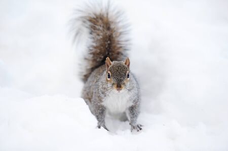 Squirrel closeup with white snow in winter from Central Park in New York City Manhattan.の写真素材