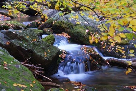 Autumn creek closeup with yellow maple trees and foliage on rocks in forest with tree branches. の写真素材