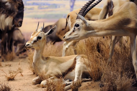 NEW YORK CITY - DEC 5: The American Museum of Natural History, with collections contain over 32 million specimens, is one of the largest and most celebrated museums in the world. December 5, 2010 in Manhattan, New York City. のeditorial素材