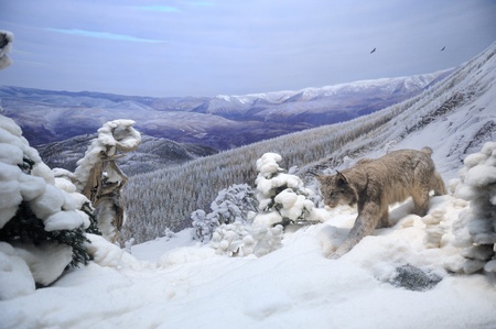 NEW YORK CITY - DEC 5: The American Museum of Natural History, with collections contain over 32...