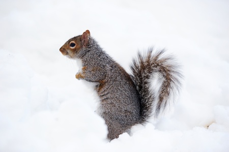 Squirrel closeup with white snow in winter from Central Park in New York City Manhattan.