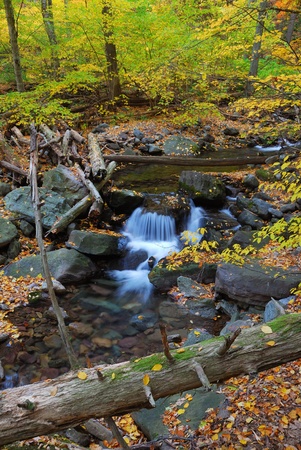 Autumn creek closeup with yellow maple trees and foliage on rocks in forest with tree branches. の写真素材