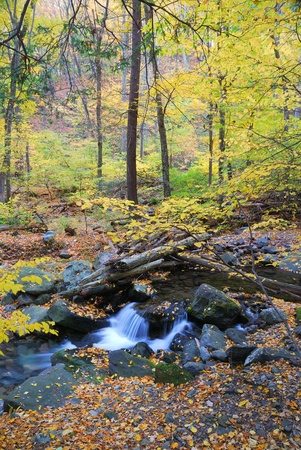 Autumn creek closeup with yellow maple trees and foliage on rocks in forest with tree branches. の写真素材