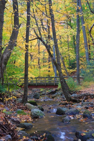 Autumn forest with wood bridge over creek in yellow maple forest with trees and colorful foliage. の写真素材
