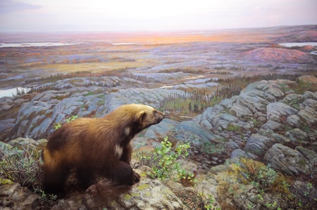 NEW YORK CITY - DEC 5: The American Museum of Natural History, with collections contain over 32 million specimens, is one of the largest and most celebrated museums in the world. December 5, 2010 in Manhattan, New York City. のeditorial素材