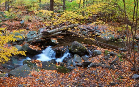 Autumn creek closeup panorama with yellow maple trees and foliage on rocks in forest with tree branches.の写真素材