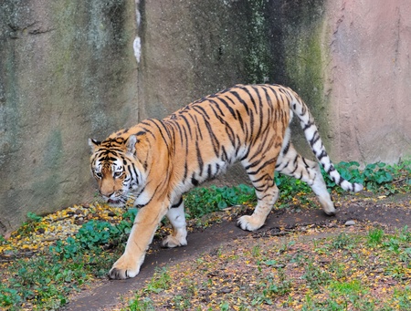 Tiger walk in Chicago Zooの写真素材