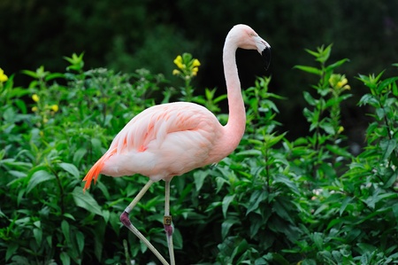 flamingo stand in water in Chicago zooの写真素材