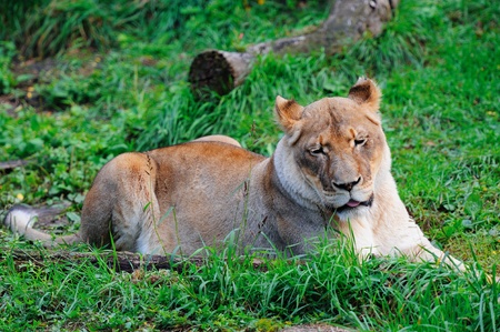 female lion rest in lawn in Chicago zooの写真素材