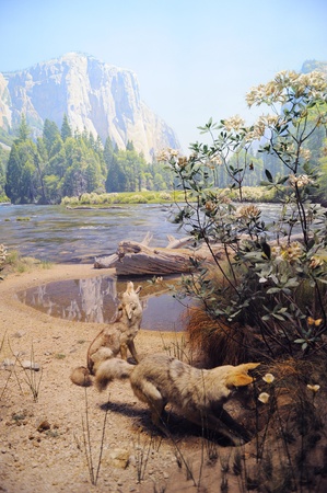 NEW YORK CITY - DEC 5: The American Museum of Natural History, with collections contain over 32...