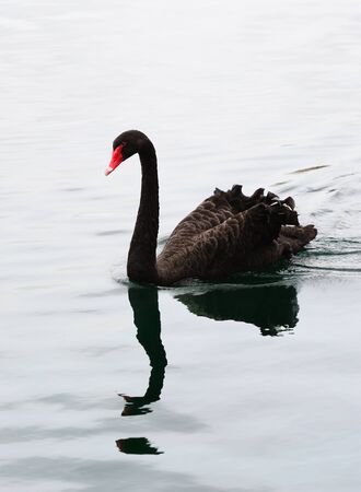 Black swan swim in lake in Lake Eola in Downtown Orlando, Florida.の写真素材