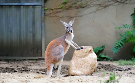 Kangaroo stand in Chicago zooのeditorial素材