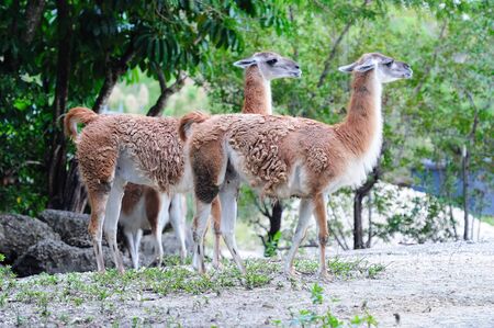 Guanaco walking in Miami zooのeditorial素材