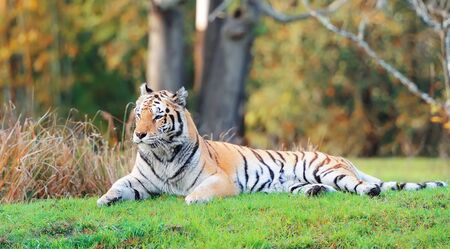 Tiger on grass in Animal Kingdom in Orlando, Floridaのeditorial素材