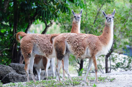 Guanaco walking in Miami zooの写真素材