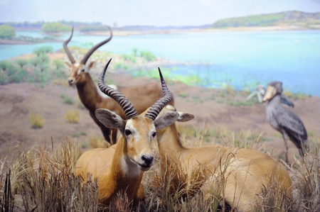 NEW YORK CITY - DEC 5: The American Museum of Natural History, with collections contain over 32 million specimens, is one of the largest and most celebrated museums in the world. December 5, 2010 in Manhattan, New York City. のeditorial素材