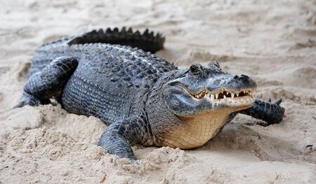 Alligator closeup on sand in Gator Park in Miami, Florida.の写真素材