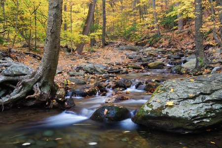 Autumn woods with yellow maple trees and creek with rocks and foliage in mountain. の写真素材