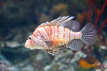 Sea life from London Aquarian. 