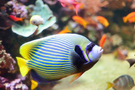 Sea life from London Aquarian. 