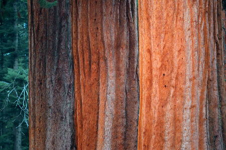 Giant tree closeup in Sequoia National Parkの写真素材