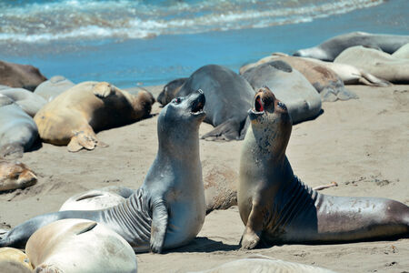 Seal rest on beach in Big Sur California.の写真素材