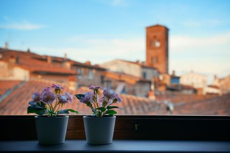 Window view with flower pot and historic buildings background in Lucca Italy