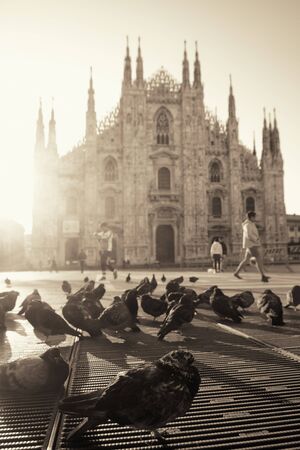 Pigeon sunrise at Cathedral Square or Piazza del Duomo in Italian, the center of Milan city in Italy.の写真素材