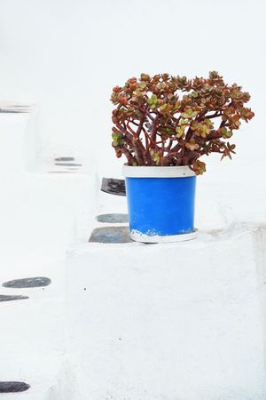 Flower pot in street in Mykonos Island, Greece. の写真素材