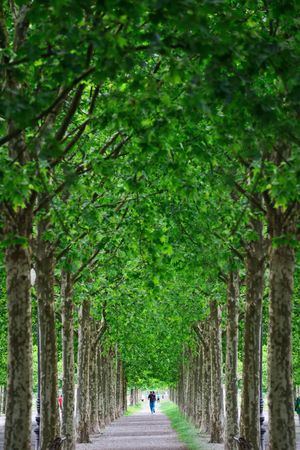 Trees on Wall in Lucca with historic buildings in Italy.の写真素材