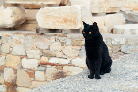 Black cat at Athens Acropolis, Greeceの写真素材